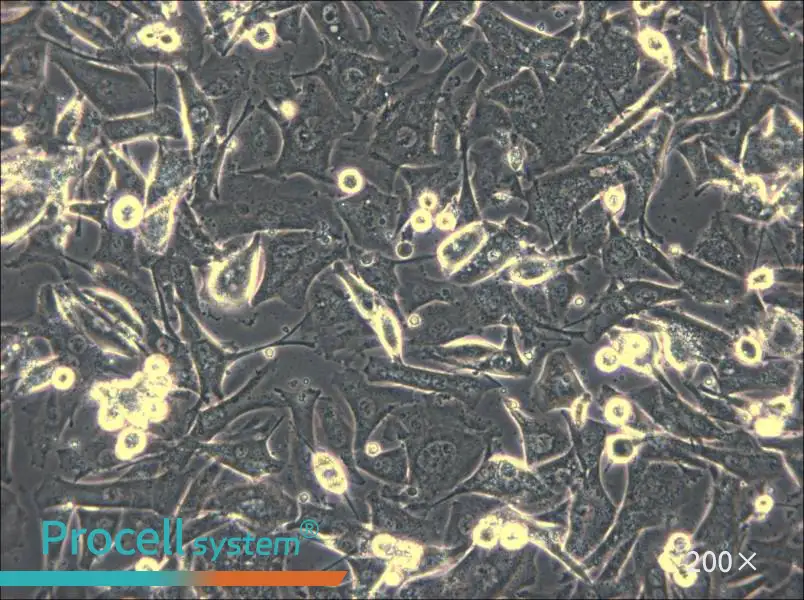 Malme-3M Cell Complete Medium - 6