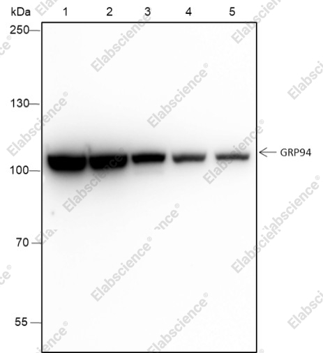 Recombinant GRP94 Monoclonal Antibody - 1