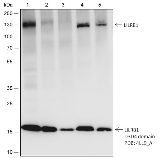 Recombinant LILRB1 Monoclonal Antibody - small - 1