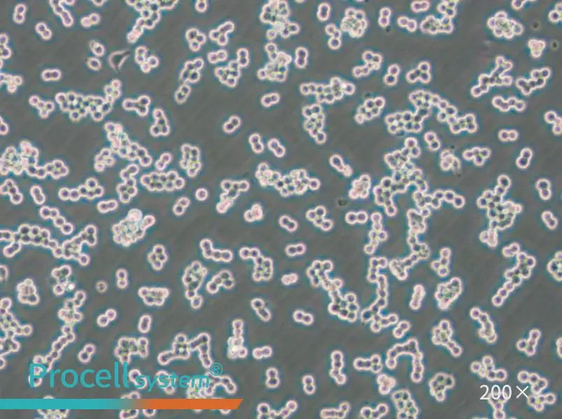 RAW 264.7-EGFP Cell Complete Medium - 4