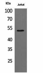 Western Blot analysis of Jurkat cells using alpha Tubulin Polyclonal Antibody at dilution of 1:1000.