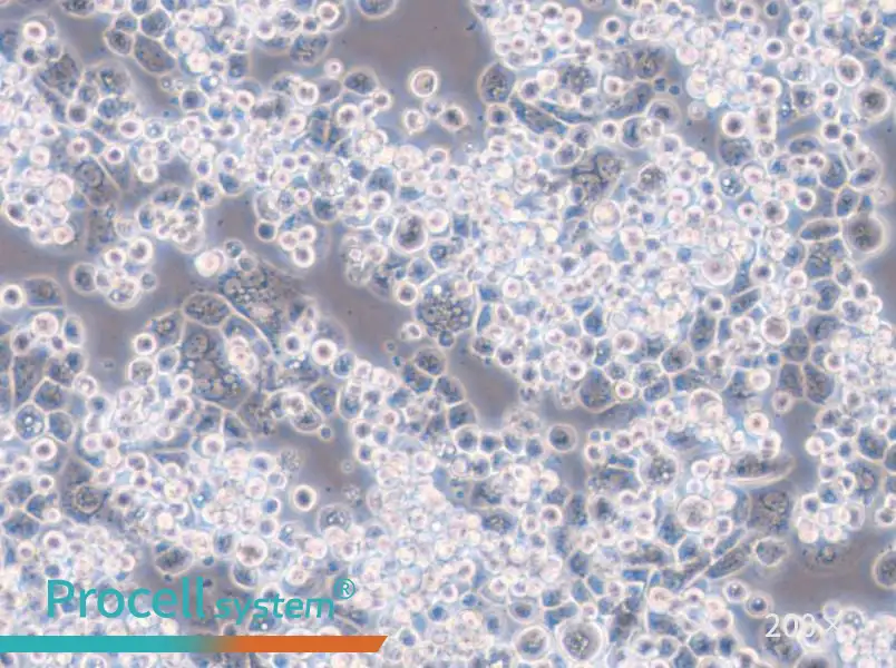 MDA-kb2 (L15) Cell Complete Medium - 4