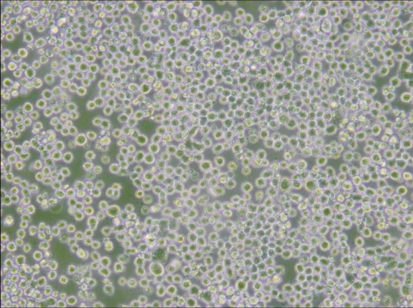 OKT 3 Cell Complete Medium - small - 6