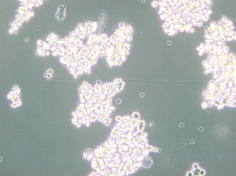 PC-12 (Undifferentiated) Cell Complete Medium - 4