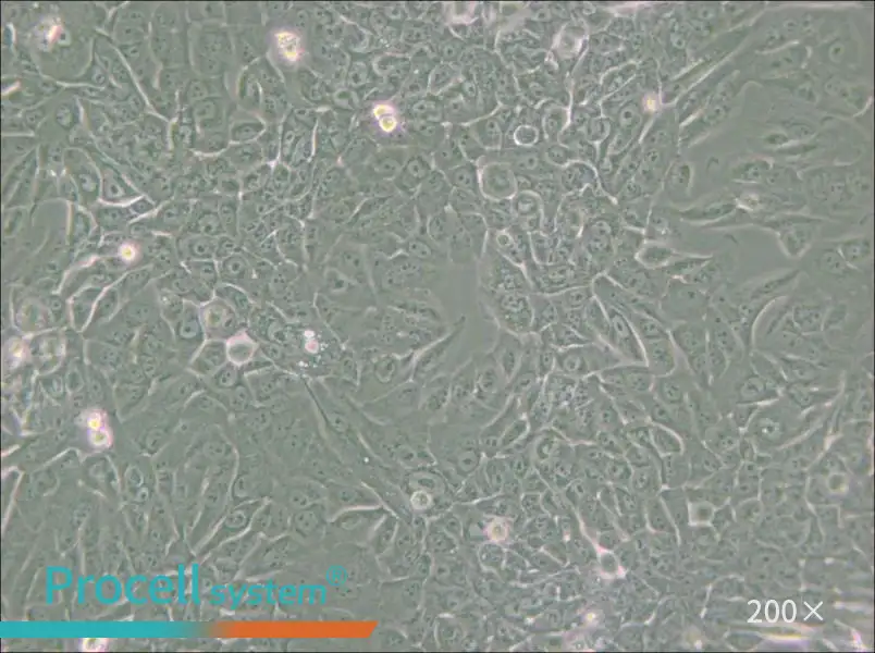 MCF 10A Cell Complete Medium - small - 5