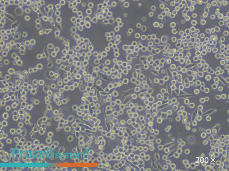 P815 Cell Complete Medium - 4