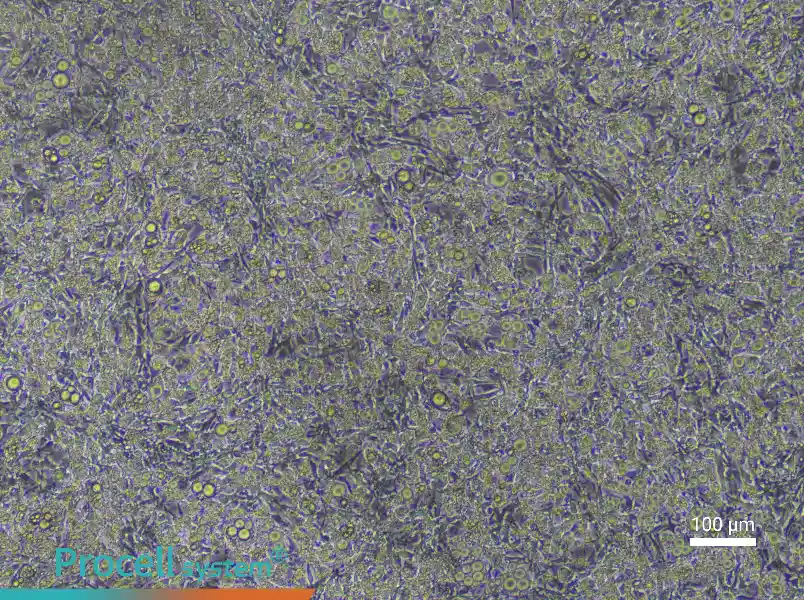 Mouse Brown Adipocyte Complete Medium - 1