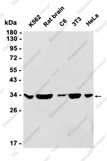 Recombinant OTUB1 Monoclonal Antibody - 1