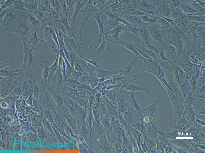 Rat Preadipocyte Complete Medium - 6