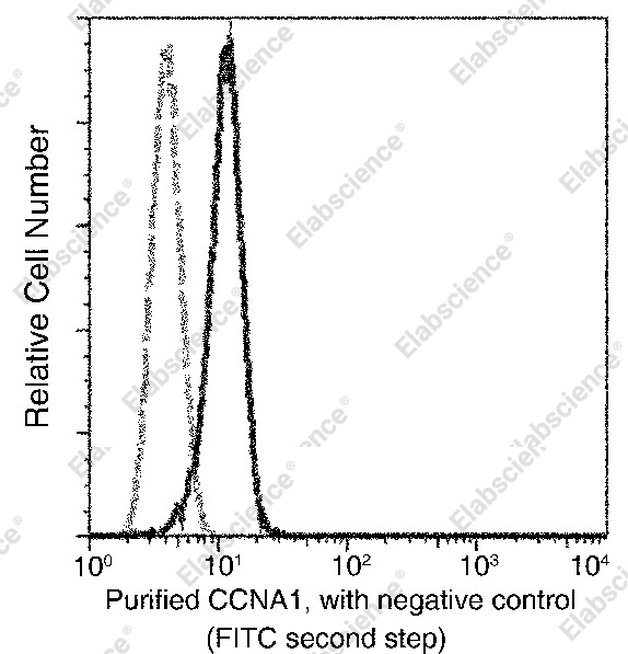 Cyclin A1/CCNA1 Monoclonal Antibody - 2