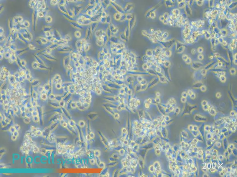 MKN-45 Cell Complete Medium - small - 6