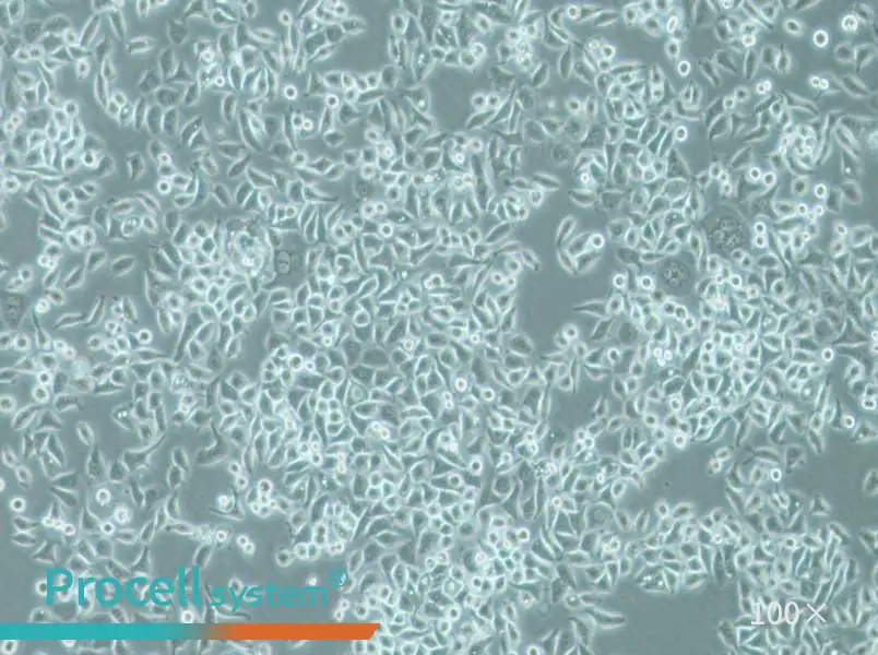 PC-9 Cell Complete Medium - 1