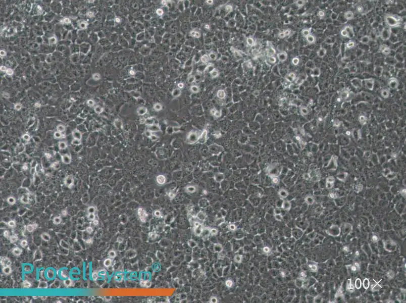 JHH-7 Cell Complete Medium - 1