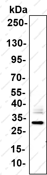 Recombinant EGFL7 Monoclonal Antibody - 1