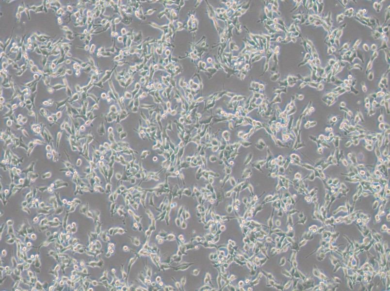 MFC Cell Complete MediumMFC Cell Complete Medium - 3