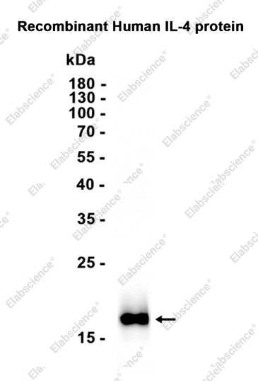 Recombinant IL4/IL-4/Interleukin-4 Monoclonal Antibody - 2