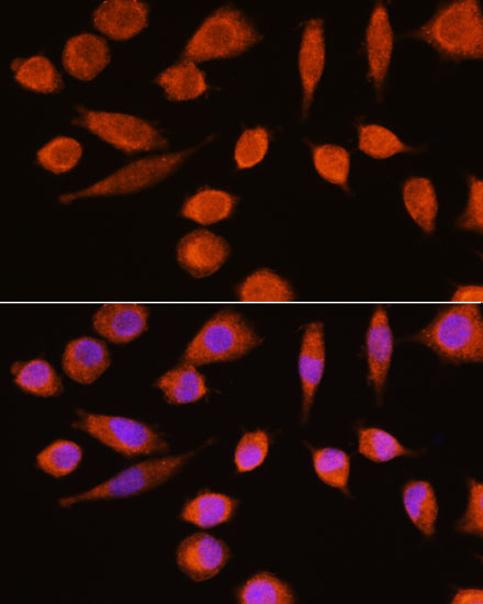 Immunofluorescence analysis of L929 cells using ENO2 Polyclonal Antibody at dilution of  1:100. Blue: DAPI for nuclear staining.