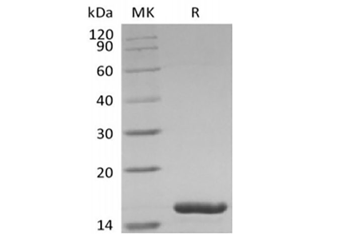 Measured in a cell proliferation assay using A-431 Human epithelial carcinoma cells. The ED50 for this effect is 12.0 ng/ml.