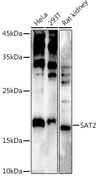 Western blot analysis of extracts of various cell lines using SAT2 Polyclonal Antibody at 1:500 dilution.