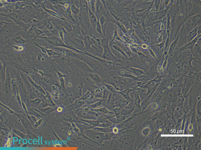 Mouse Brown Adipose-Derived Stem Cell Complete Medium - 6