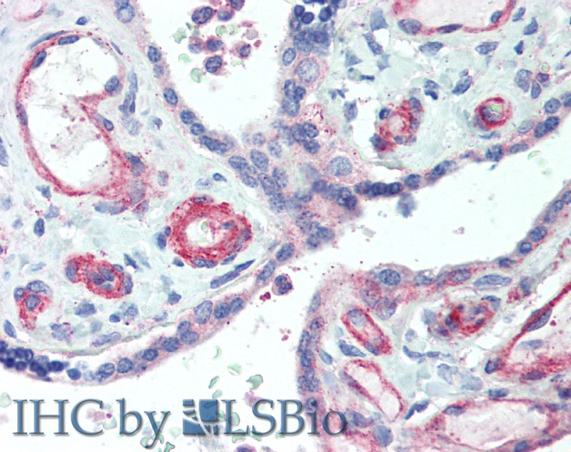 Immunohistochemistry of paraffin-embedded Human Placenta using APOL2 Polyclonal Antibody at dilution of 1:50(Elabscience Product Detected by Lifespan).