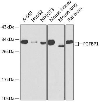 Western blot analysis of extracts of various cell lines using FGFBP1 Polyclonal Antibody at dilution of 1:1000.