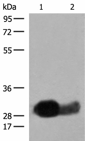 Western blot analysis of Raji cell Human spleen tissue lysates  using HLA-DRB1 Polyclonal Antibody at dilution of 1:550