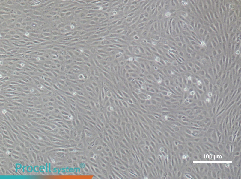 Human Aortic Endothelial Cell Complete MediumHuman Aortic Endothelial Cell Complete Medium - 2