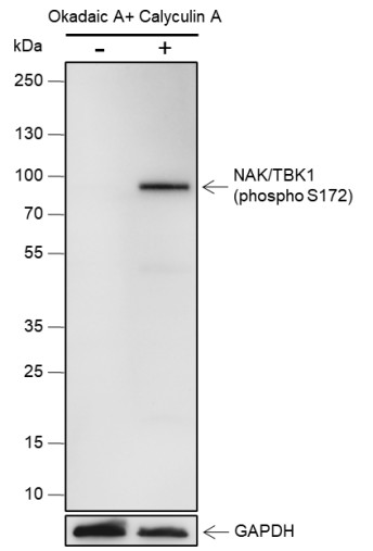 Recombinant Phospho-TBK1/NAK (Ser172) Monoclonal Antibody-searchlist-1