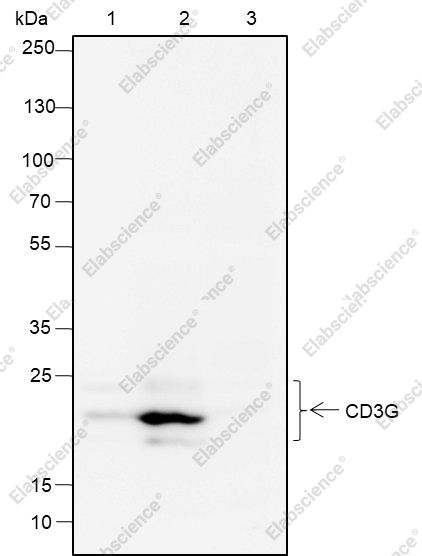 Recombinant CD3G Monoclonal Antibody - 5