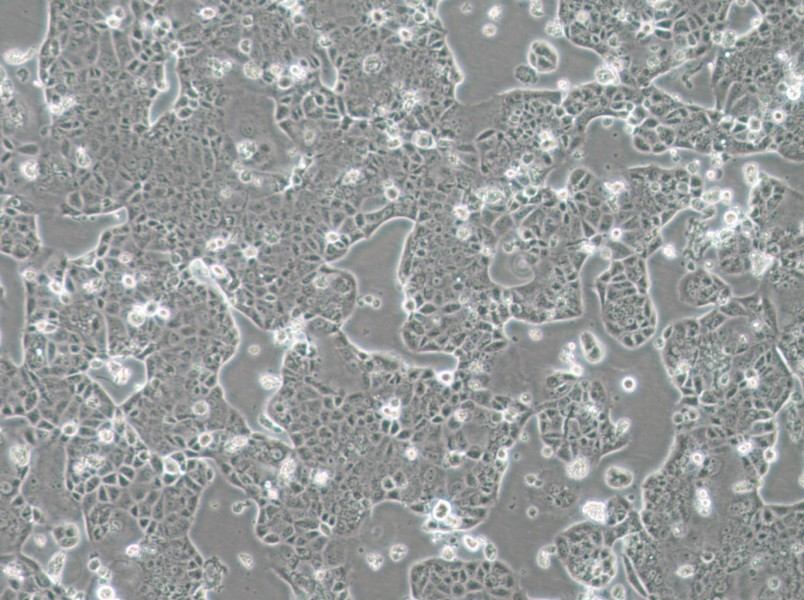 EFM-19 Cell Complete Medium - 3