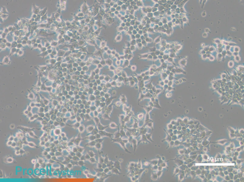 266-6 Cell Complete Medium266-6 Cell Complete Medium - 3