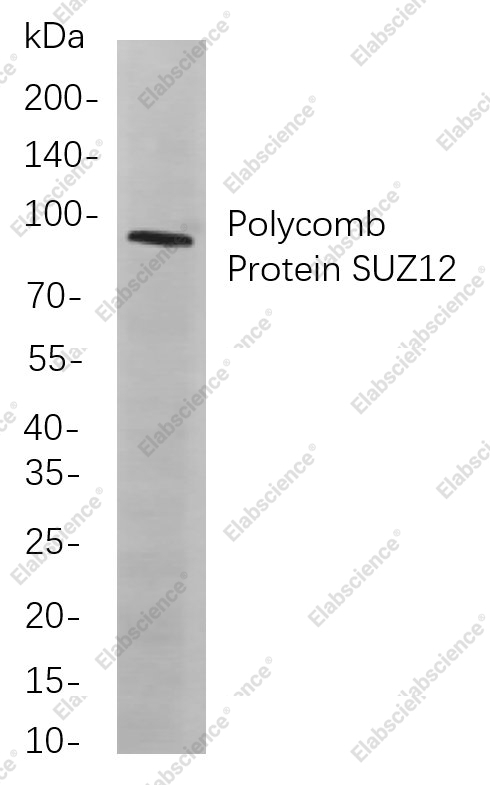 Recombinant Polycomb Protein SUZ12 Monoclonal Antibody - 1