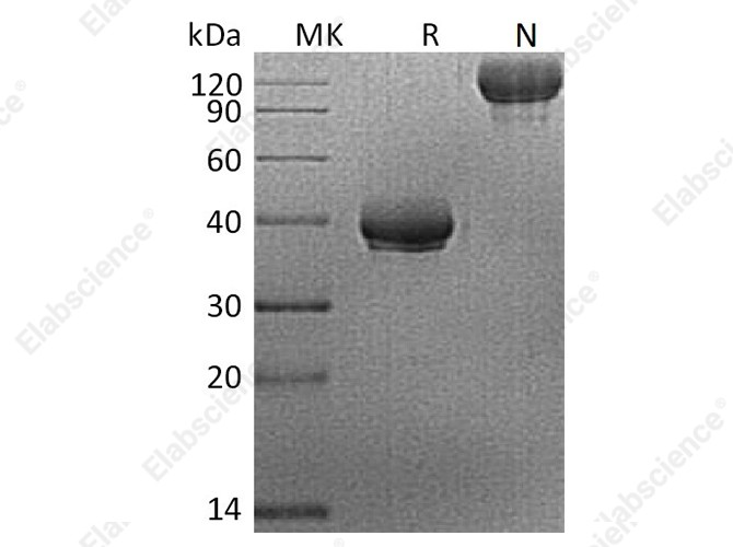 Recombinant Human BCMA/TNFRSF17 Protein (Fc Tag) - 1