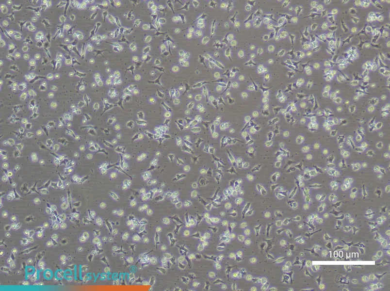 Mouse Peripheral Blood Monocyte Complete Medium - 3
