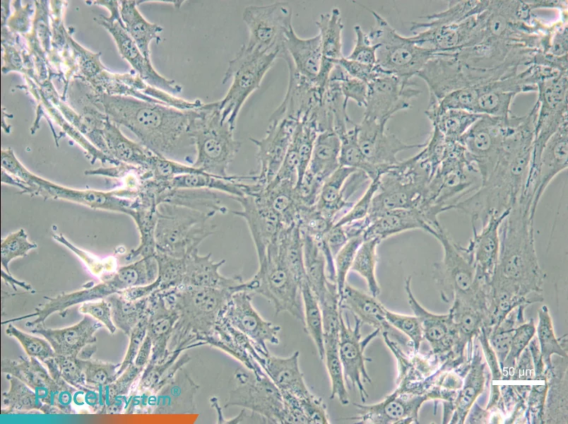 TtT/GF Cell Complete Medium - small - 6