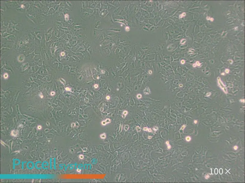 HMC3 Cell Complete Medium - 2