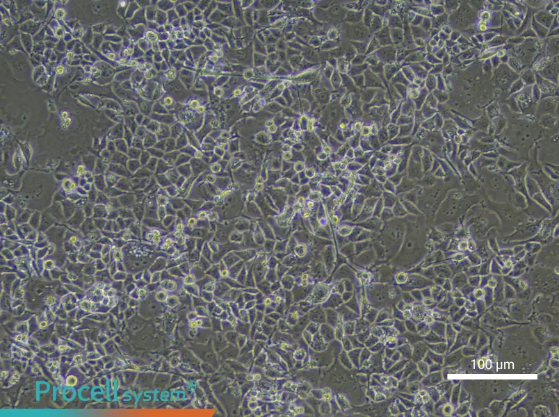 Human Bronchial Epithelial Cell Complete Medium - 1
