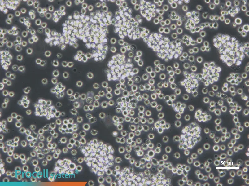 WSU-DLCL2 - 5