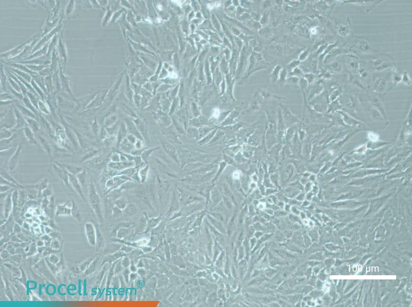 HelaHela - 3