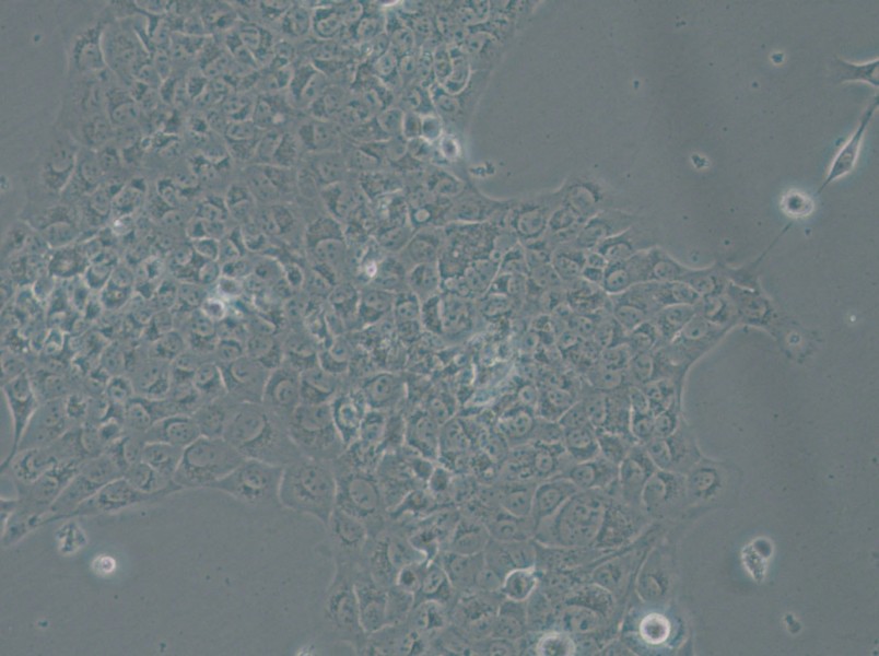 SAS Cell Complete Medium - 6