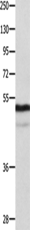 Western Blot analysis of Mouse thymus tissue using NAP1L1 Polyclonal Antibody at dilution of 1:1000