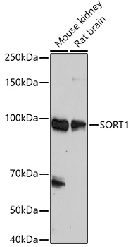 Western blot analysis of extracts of various cell lines using SORT1 Polyclonal Antibody at 1:500 dilution.