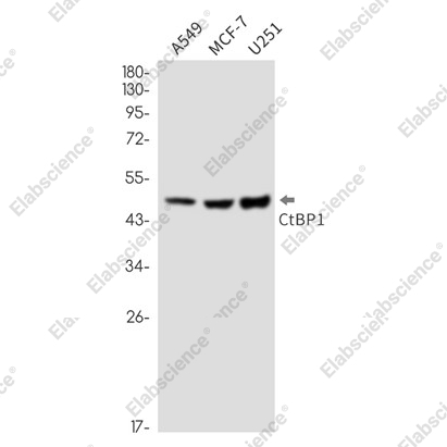 Recombinant CTBP1 Monoclonal Antibody - 1