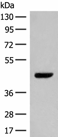 Western blot analysis of NIH/3T3 cell lysate  using GPR52 Polyclonal Antibody at dilution of 1:400