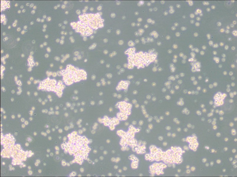 NCI-H69 Cell Complete Medium - small - 3