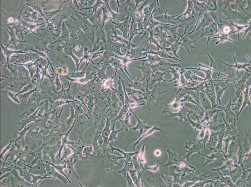 B16-F0 Cell Complete Medium - 6