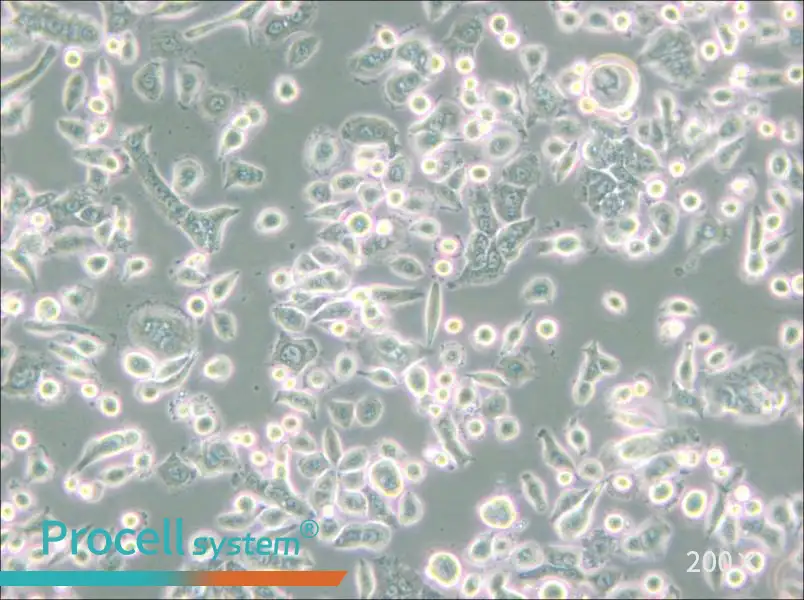 AsPC-1 Cell Complete Medium - 4