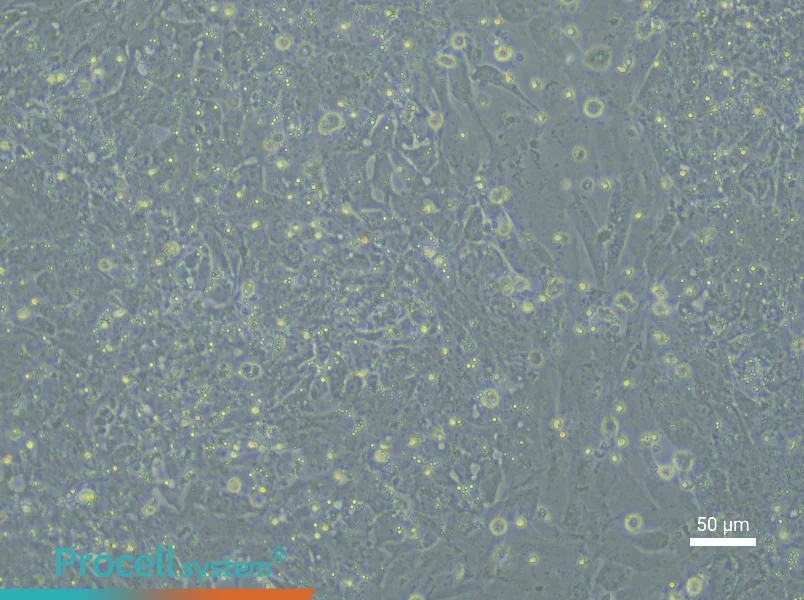 Rat Embryonic Hepatoblast Complete Medium - 6