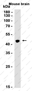 Recombinant Homer1 Monoclonal Antibody - 2